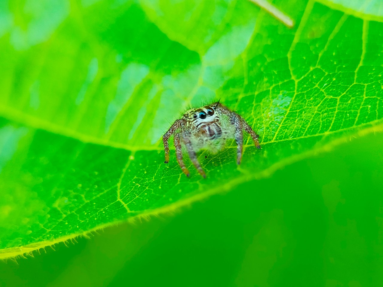 Jumping Spider (4).jpg
