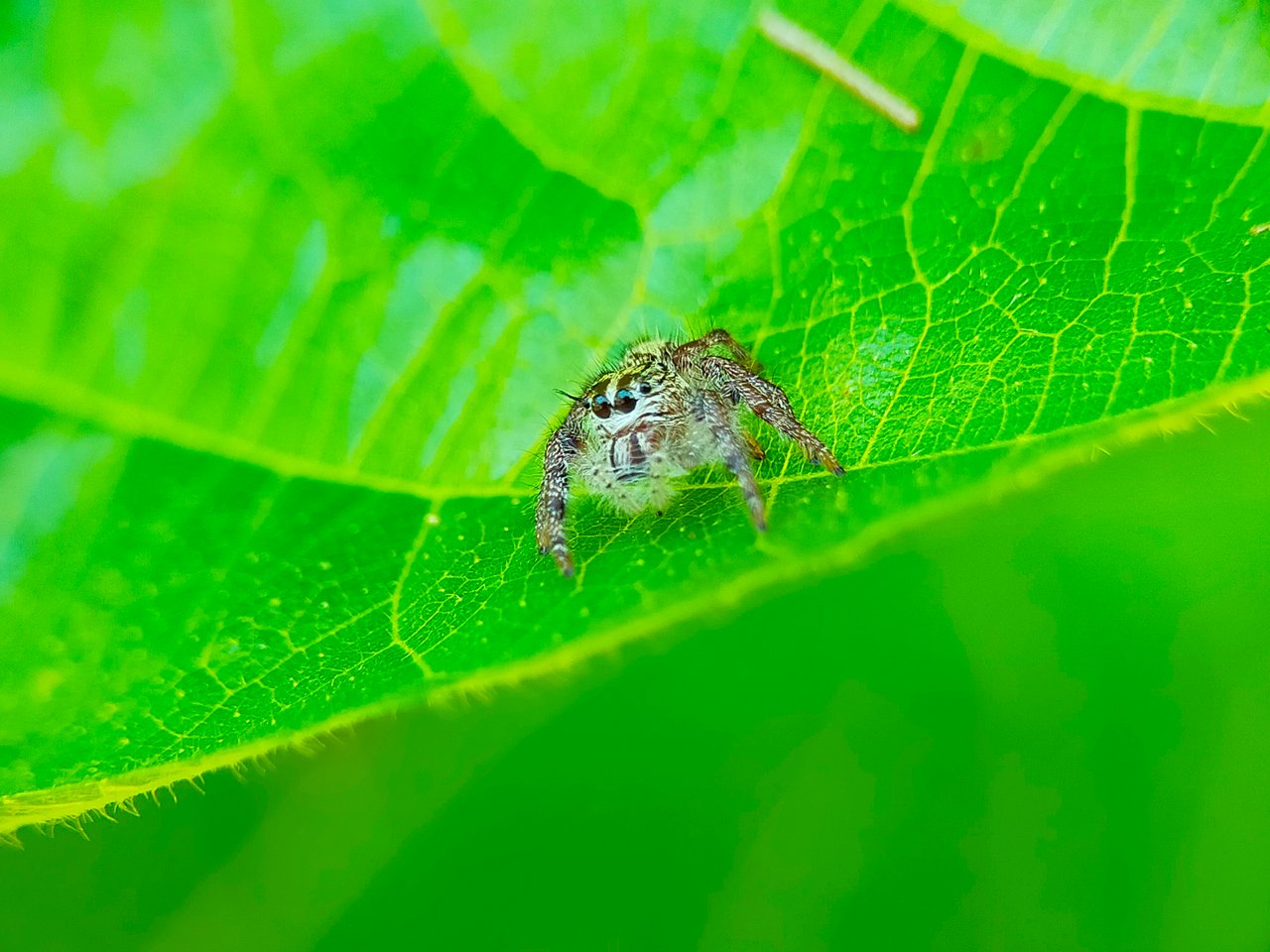Jumping Spider (2).jpg