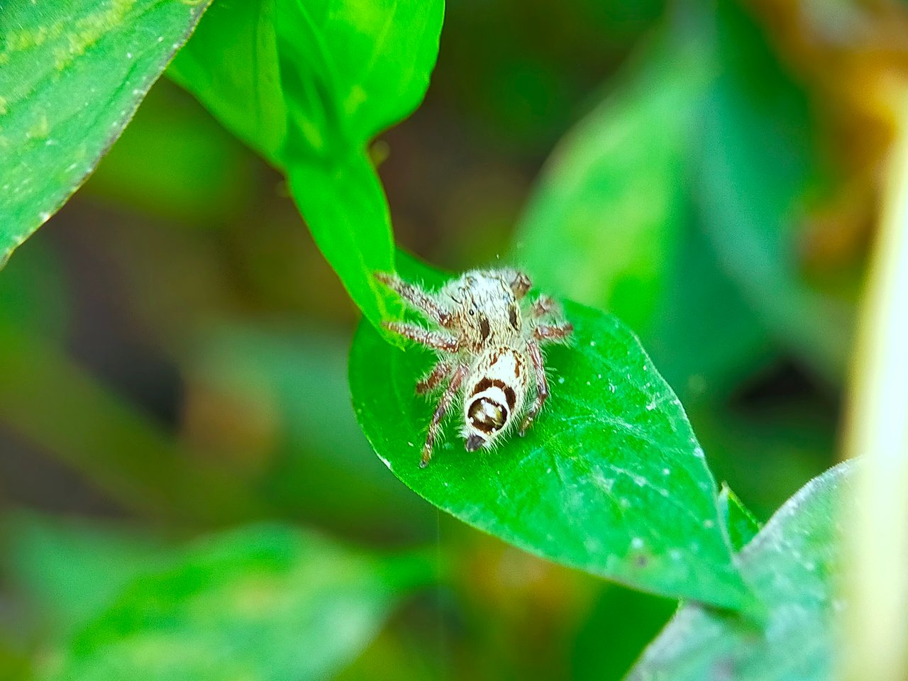 Jumping Spider (8).jpg
