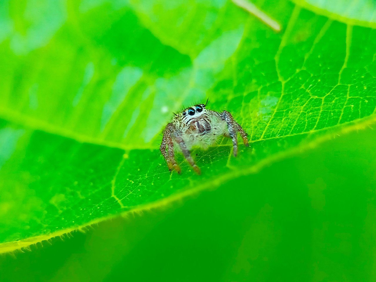 Jumping Spider (5).jpg