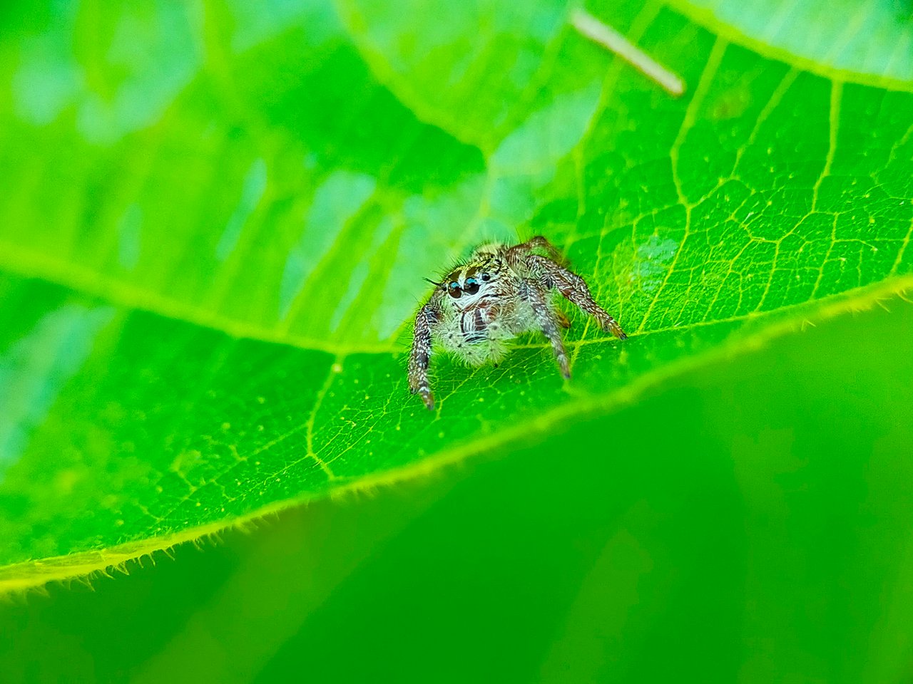 Jumping Spider (1).jpg