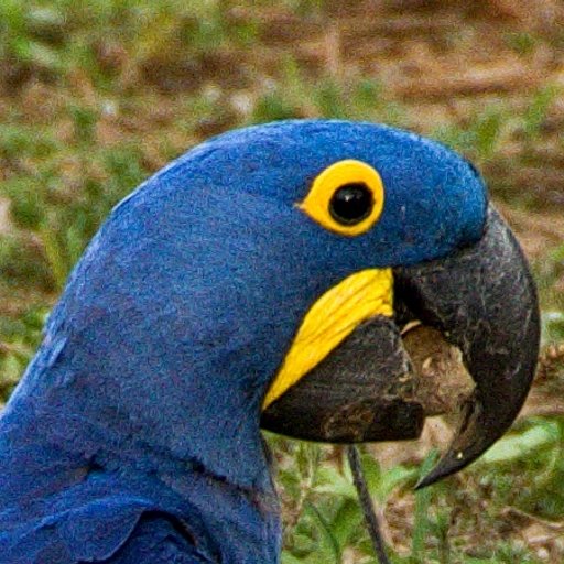 Ischnura elegans Šidélko Větší · Blue-tailed Damselfly