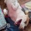 chileng17