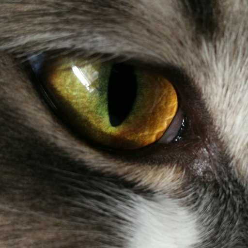 @crypticat