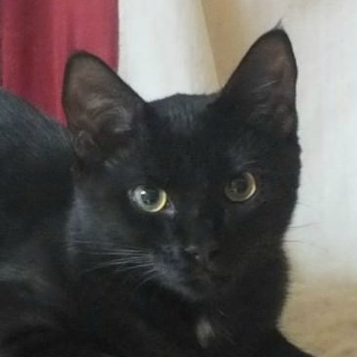 curatorcat