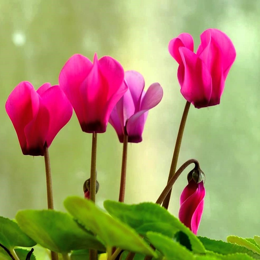 @cyclamen