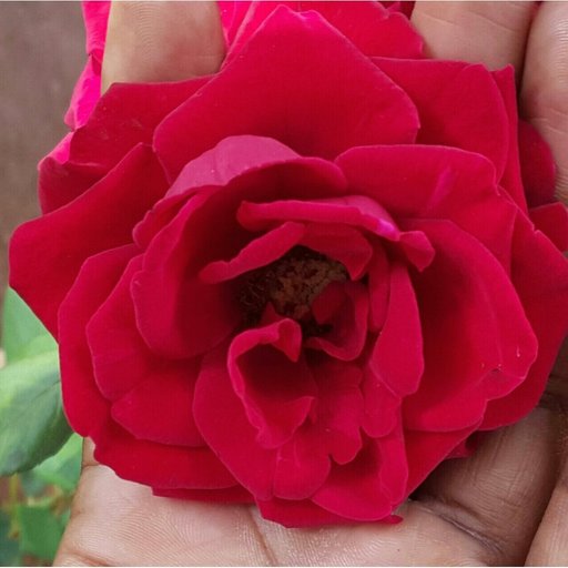 @humbe