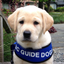 @krguidedog