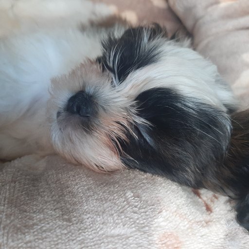 lilguy 3Speak Podcast