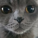 meowcurator