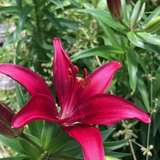 pynutbater 3Speak Podcast