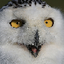 @regularowl