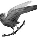 taparim's avatar